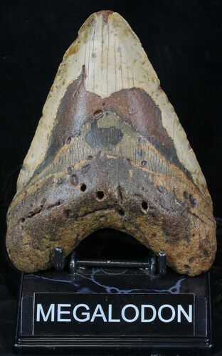 Bargain Megalodon Tooth - North Carolina #32910